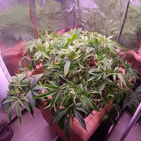 Unbekannte Sorte growlog timeline photo