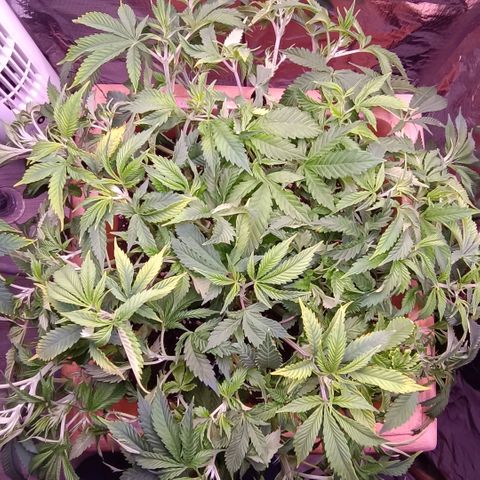 Unbekannte Sorte growlog timeline photo
