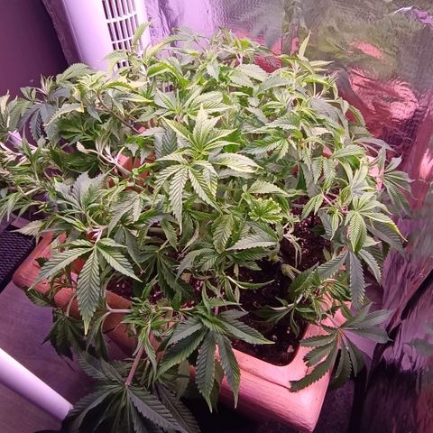 Unbekannte Sorte growlog timeline photo