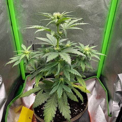 Quick One growlog timeline photo
