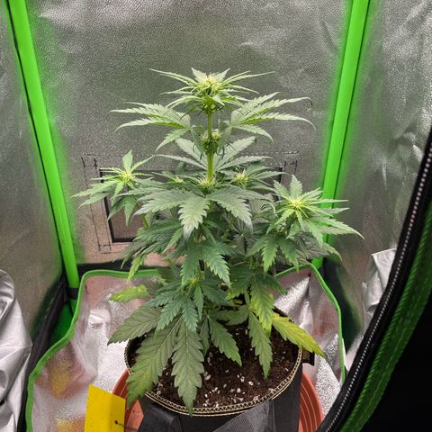 Quick One growlog timeline photo