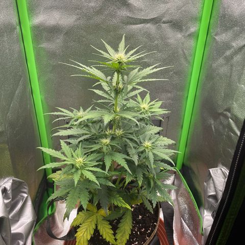 Quick One growlog timeline photo