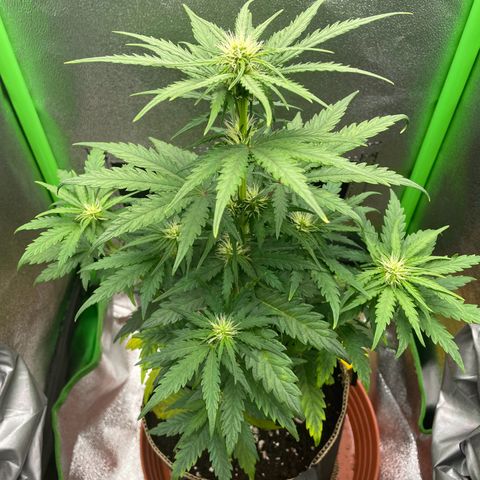 Quick One growlog timeline photo