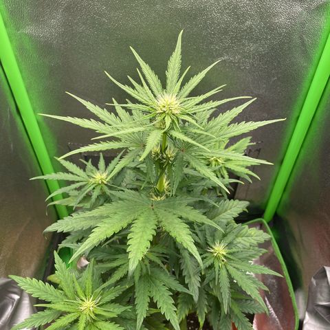 Quick One growlog timeline photo