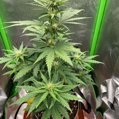Quick One growlog timeline photo