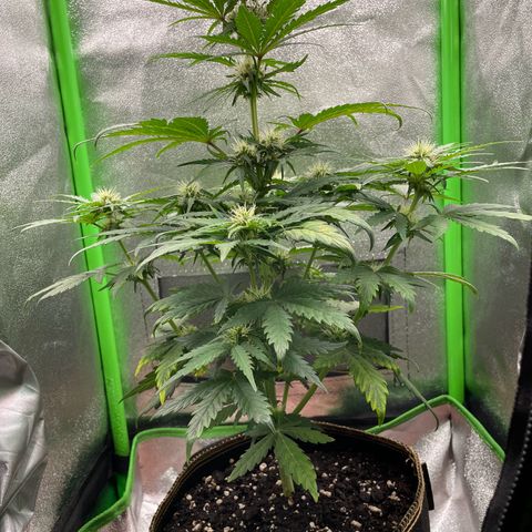 Quick One growlog timeline photo