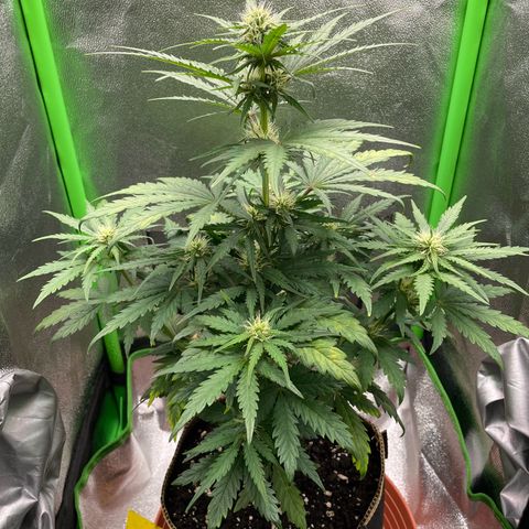 Quick One growlog timeline photo