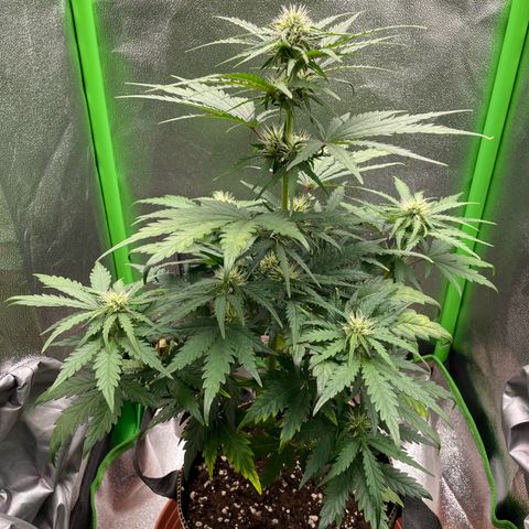 Quick One growlog timeline photo