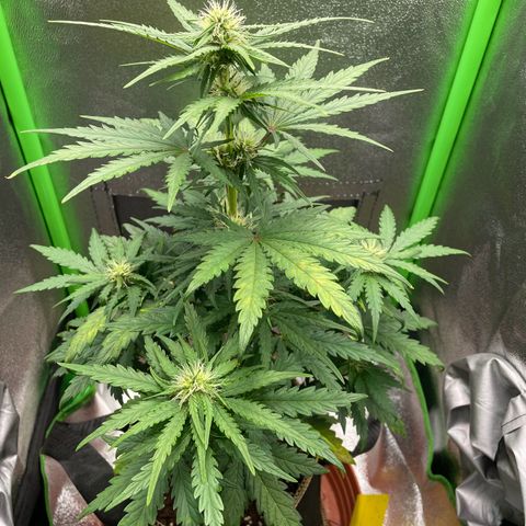Quick One growlog timeline photo