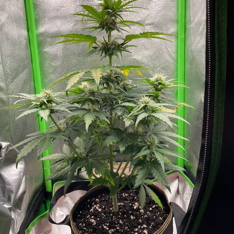 Quick One growlog timeline photo