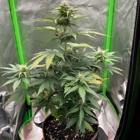 Quick One growlog timeline photo