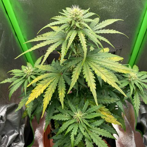 Quick One growlog timeline photo
