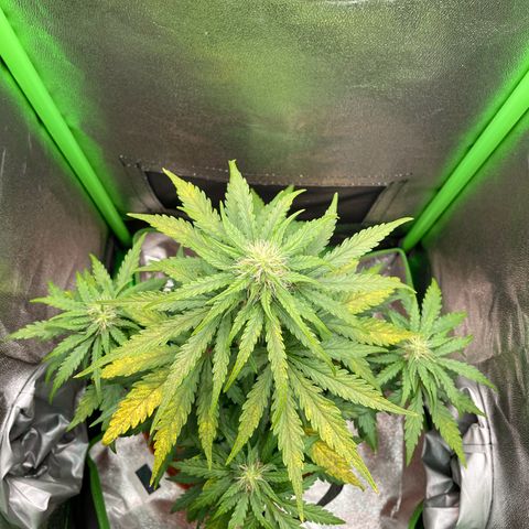 Quick One growlog timeline photo