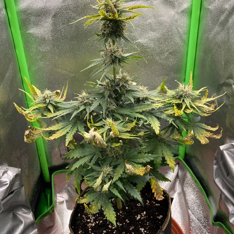 Quick One growlog timeline photo