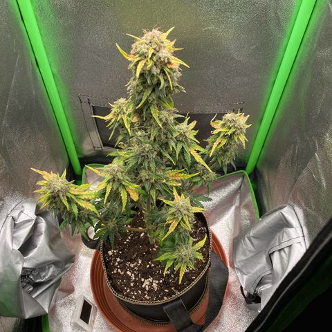 Quick One growlog timeline photo
