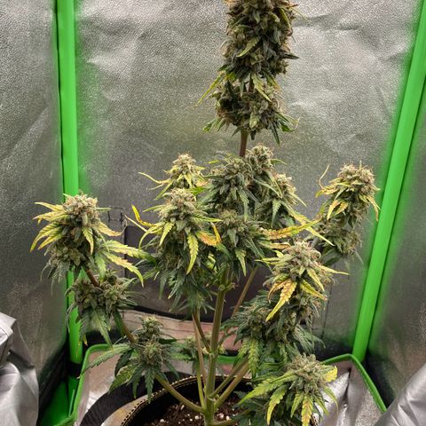 Quick One growlog timeline photo