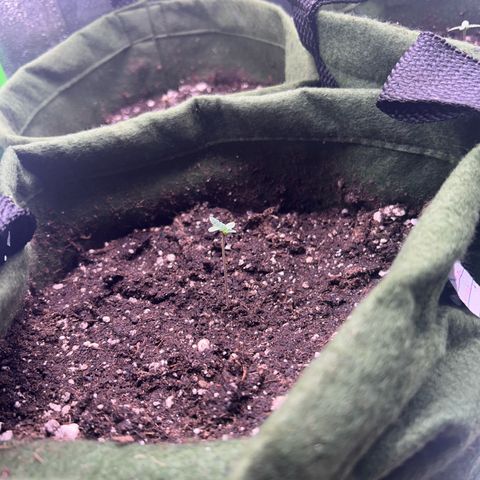 Amsterdam aminesia growlog timeline photo