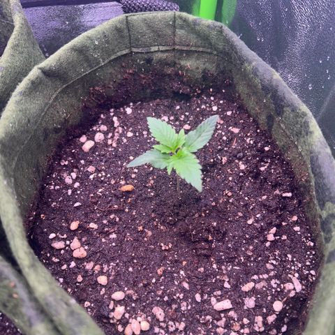 Amsterdam aminesia growlog timeline photo