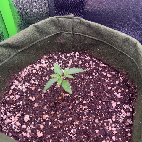 Amsterdam aminesia growlog timeline photo