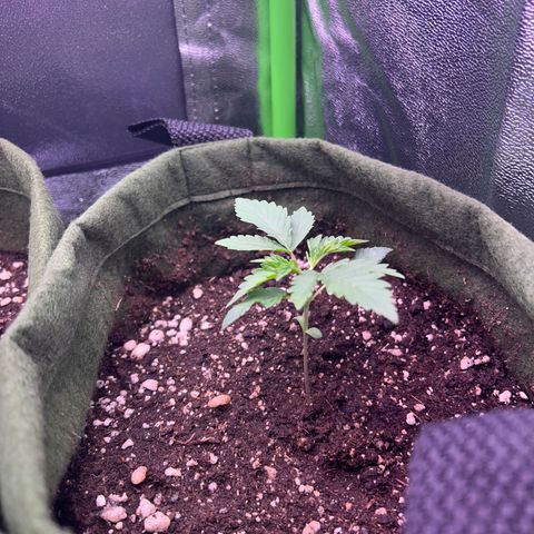 Amsterdam aminesia growlog photo: Primeira poda top