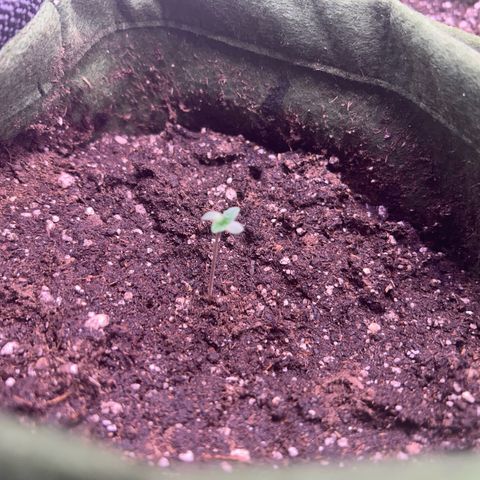 Amsterdam aminesia growlog timeline photo