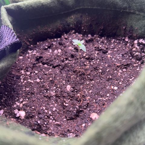 Amsterdam aminesia growlog timeline photo