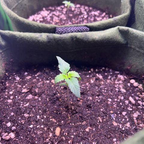 Amsterdam aminesia growlog timeline photo