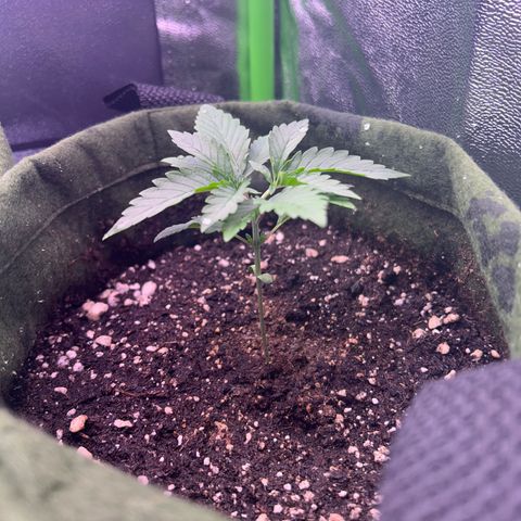 Amsterdam aminesia growlog timeline photo