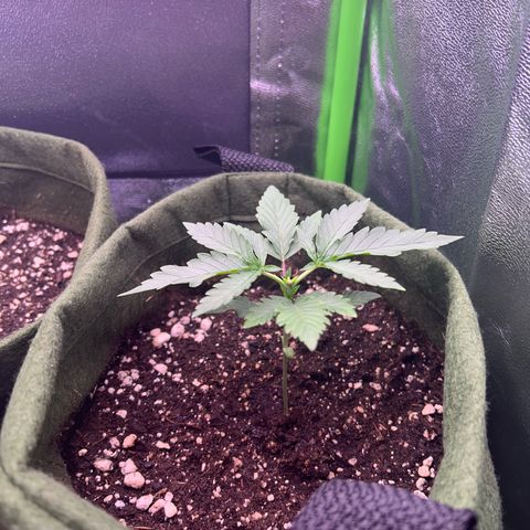 Amsterdam aminesia growlog timeline photo