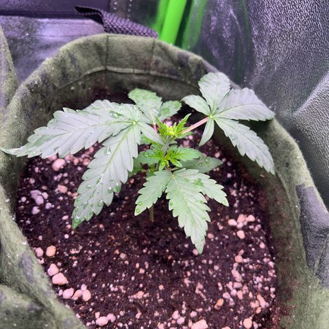 Amsterdam aminesia growlog timeline photo