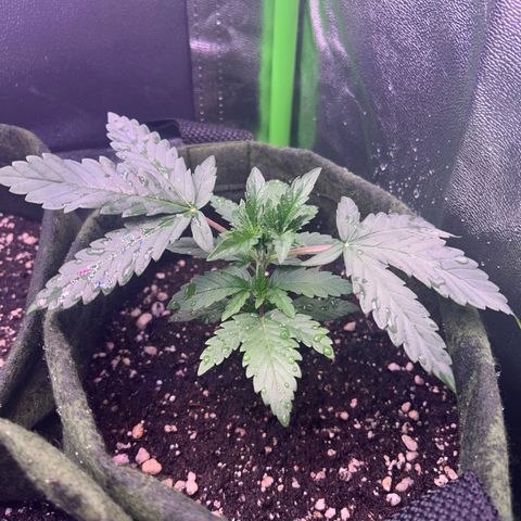 Amsterdam aminesia growlog timeline photo