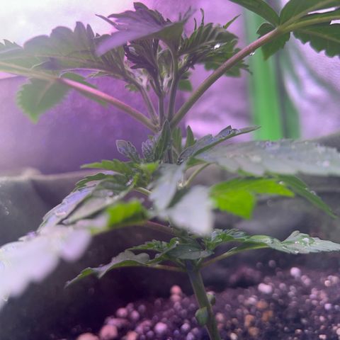 Amsterdam aminesia growlog timeline photo
