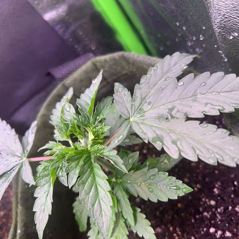 Amsterdam aminesia growlog timeline photo