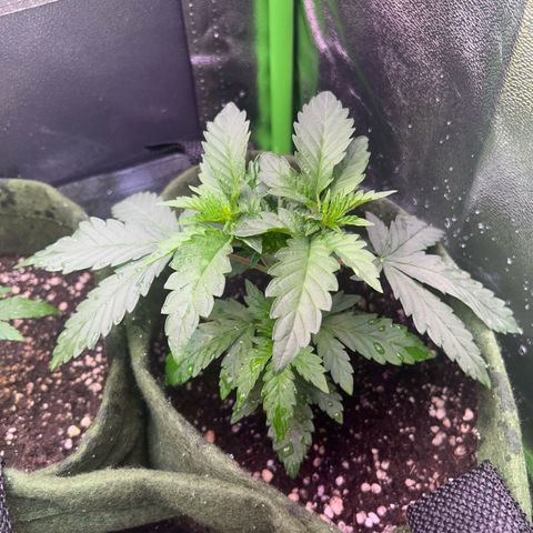 Amsterdam aminesia growlog timeline photo