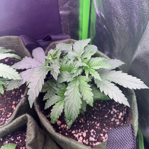 Amsterdam aminesia growlog timeline photo