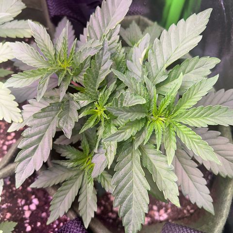 Amsterdam aminesia growlog timeline photo