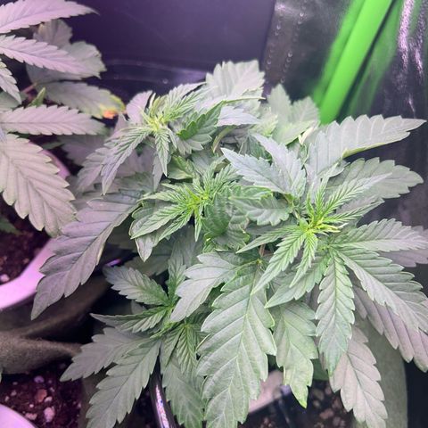 Amsterdam aminesia growlog timeline photo