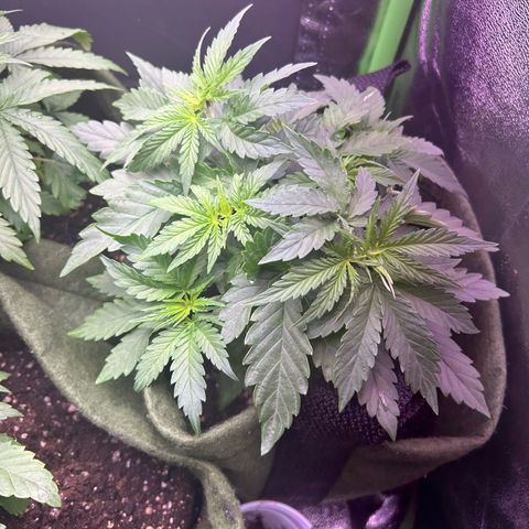 Amsterdam aminesia growlog timeline photo