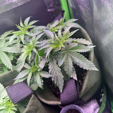 Amsterdam aminesia growlog timeline photo