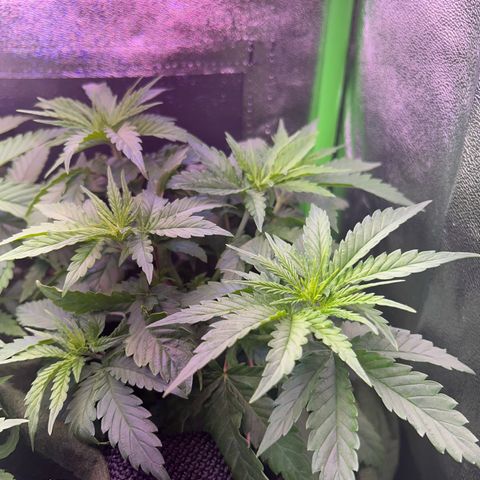 Amsterdam aminesia growlog timeline photo