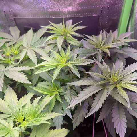 Amsterdam aminesia growlog timeline photo