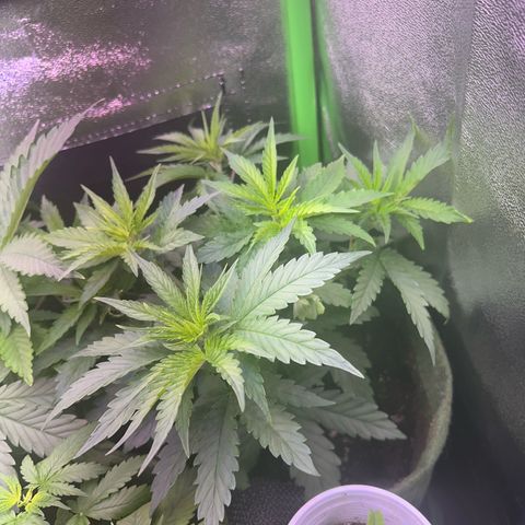 Amsterdam aminesia growlog timeline photo