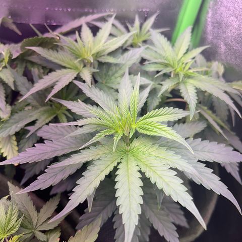 Amsterdam aminesia growlog timeline photo