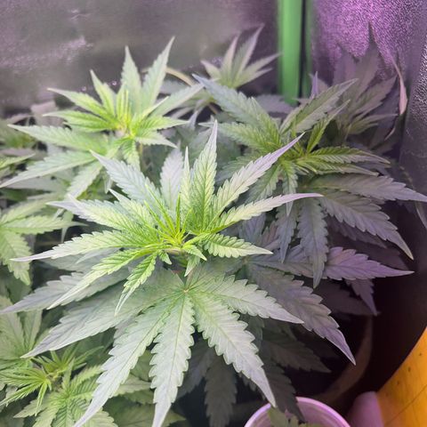 Amsterdam aminesia growlog timeline photo