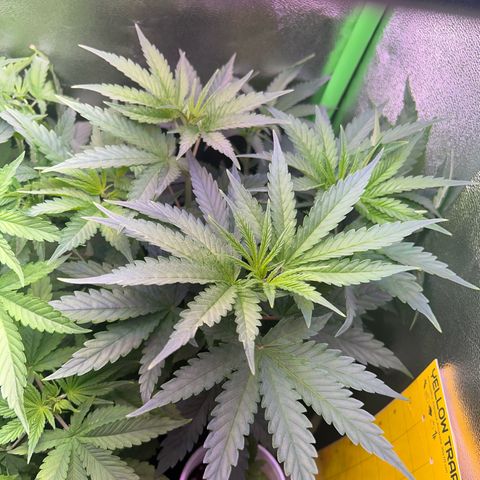 Amsterdam aminesia growlog timeline photo