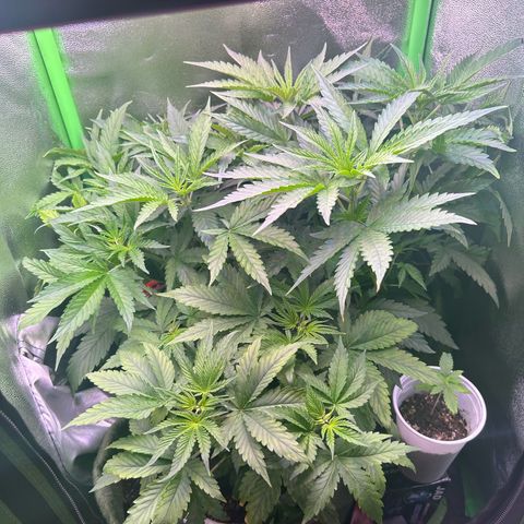 Amsterdam aminesia growlog timeline photo