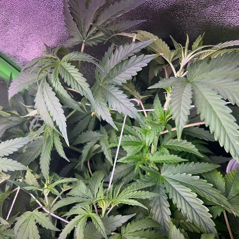 Amsterdam aminesia growlog timeline photo