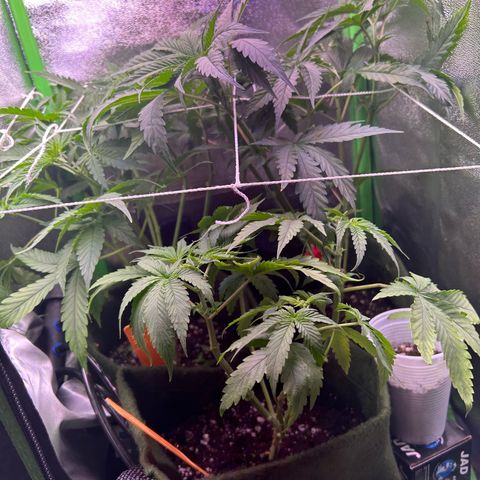 Amsterdam aminesia growlog timeline photo