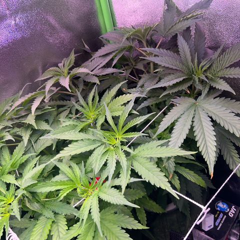 Amsterdam aminesia growlog timeline photo