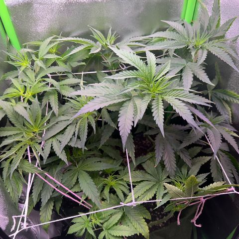 Amsterdam aminesia growlog timeline photo